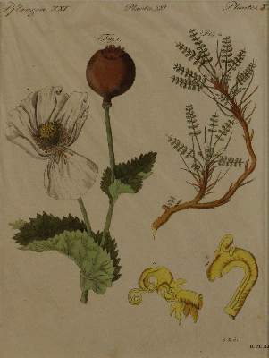 Bild Nr.3: 144-2772 Bertuch, Johann F. J.: (Varia, Botanik)