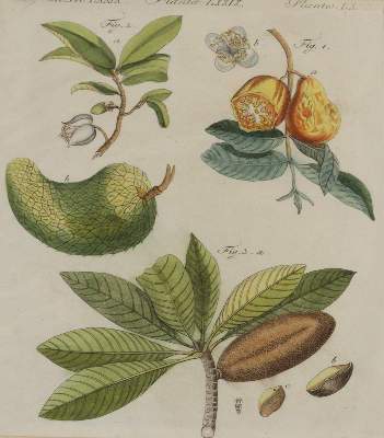 Bild Nr.4: 144-2772 Bertuch, Johann F. J.: (Varia, Botanik)