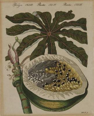Bild Nr.5: 144-2772 Bertuch, Johann F. J.: (Varia, Botanik)