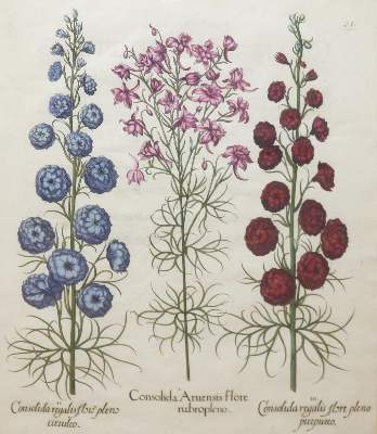 Bild Nr.1: 144-2773 Besler, Basilius: (Varia, Botanik)