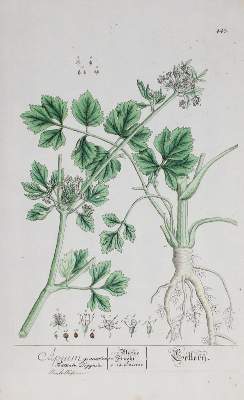 Bild Nr.1: 144-2774 Blackwell, Elisabeth: (Varia, Botanik)
