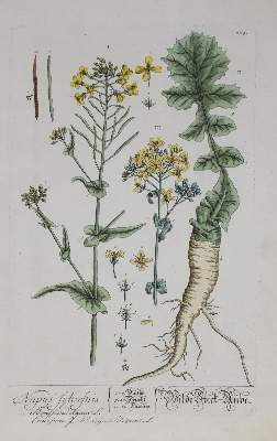 Bild Nr.3: 144-2774 Blackwell, Elisabeth: (Varia, Botanik)