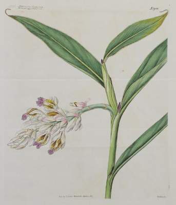 Bild Nr.1: 144-2777 Blumen.: (Varia, Botanik)