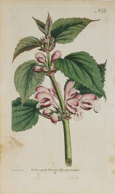 Bild Nr.2: 144-2777 Blumen.: (Varia, Botanik)
