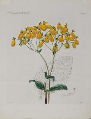 Bild Nr.3: 144-2777 Blumen.: (Varia, Botanik)