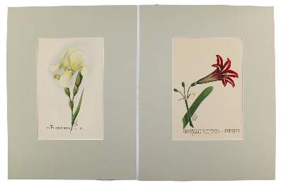 Bild Nr.5: 144-2777 Blumen.: (Varia, Botanik)