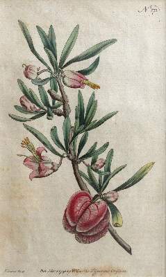 Bild Nr.1: 144-2778 Blumen: (Varia, Botanik)