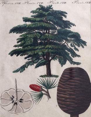Bild Nr.3: 144-2778 Blumen: (Varia, Botanik)