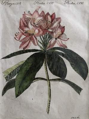 Bild Nr.4: 144-2778 Blumen: (Varia, Botanik)