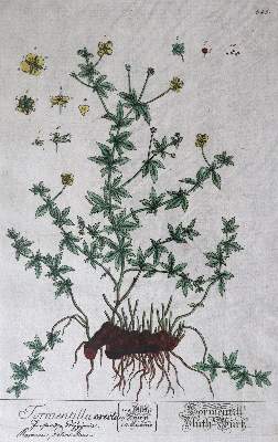 Bild Nr.6: 144-2778 Blumen: (Varia, Botanik)