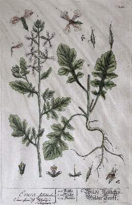 Bild Nr.7: 144-2778 Blumen: (Varia, Botanik)
