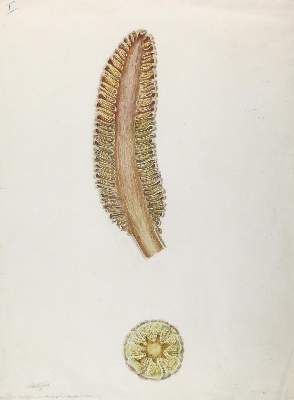 Bild Nr.1: 144-2782 Hartinger, Anton: (Varia, Botanik)