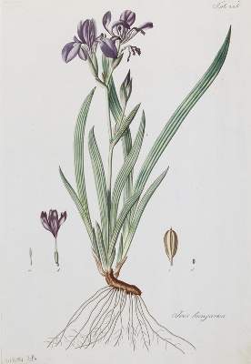 Bild Nr.3: 144-2783 Iris.: (Varia, Botanik)