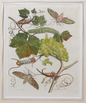Bild Nr.1: 144-2785 Merian, Maria Sibylla: (Varia, Botanik)