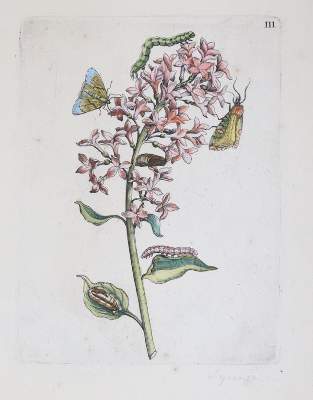 Bild Nr.1: 144-2786 Merian, Maria Sibylla: (Varia, Botanik)
