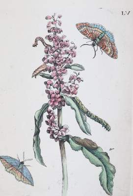 Bild Nr.1: 144-2787 Merian, Maria Sibylla: (Varia, Botanik)