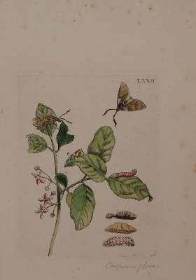 Bild Nr.1: 144-2788 Merian, Maria Sibylla: (Varia, Botanik)