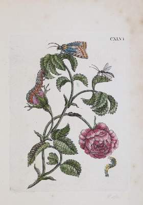 Bild Nr.1: 144-2789 Merian, Maria Sibylla: (Varia, Botanik)