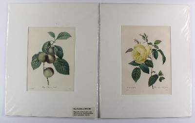 Bild Nr.2: 144-2790 Redouté, Pierre-Joseph: (Varia, Botanik)