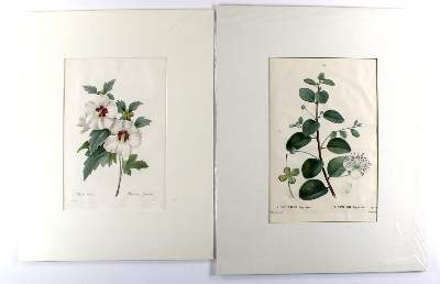 Bild Nr.3: 144-2790 Redouté, Pierre-Joseph: (Varia, Botanik)
