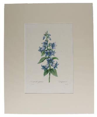 Bild Nr.4: 144-2790 Redouté, Pierre-Joseph: (Varia, Botanik)