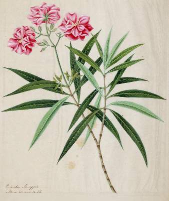 Bild Nr.1: 144-2791 Redouté, P.J.: (Varia, Botanik)