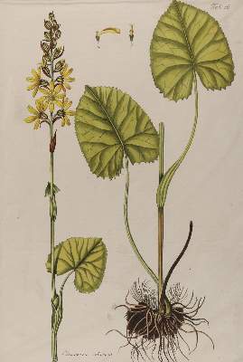Bild Nr.1: 144-2792 Rosmarin-Weideröschen.: (Varia, Botanik)