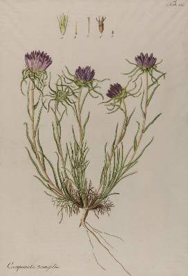Bild Nr.2: 144-2792 Rosmarin-Weideröschen.: (Varia, Botanik)