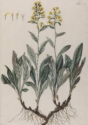Bild Nr.3: 144-2792 Rosmarin-Weideröschen.: (Varia, Botanik)
