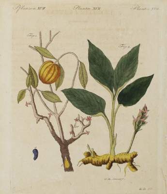 Bild Nr.1: 144-2793 Weinmann, Johann Wilhelm: (Varia, Botanik)