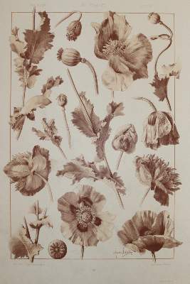 Bild Nr.5: 144-2803 Gerlach, Martin.: (Varia)