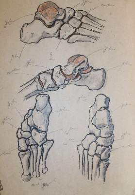 Bild Nr.3: 144-2829 Anatomie.: (Varia, Medizin)