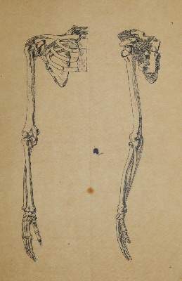 Bild Nr.6: 144-2829 Anatomie.: (Varia, Medizin)
