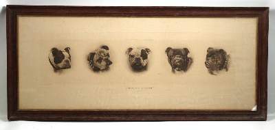 Bild Nr.2: 144-2876 Mops und Bulldogge.: (Varia, Zoologie, Hunde)