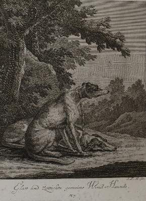 Bild Nr.2: 144-2877 Ridinger.: (Varia, Zoologie, Hunde)