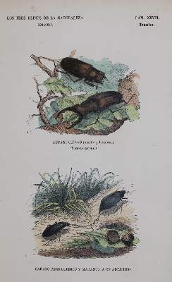 Bild Nr.1: 144-2882 Sammlung: (Varia, Zoologie)