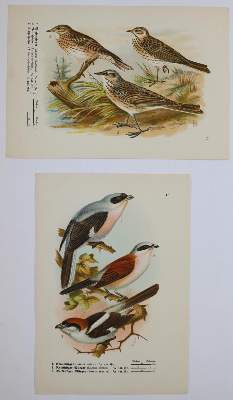 Bild Nr.10: 144-2882 Sammlung: (Varia, Zoologie)