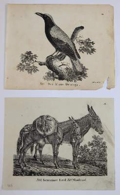 Bild Nr.11: 144-2882 Sammlung: (Varia, Zoologie)