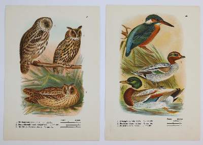 Bild Nr.12: 144-2882 Sammlung: (Varia, Zoologie)