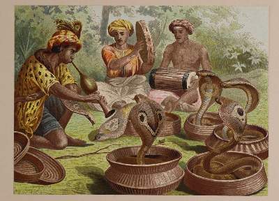 Bild Nr.2: 144-2882 Sammlung: (Varia, Zoologie)