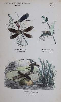 Bild Nr.4: 144-2882 Sammlung: (Varia, Zoologie)