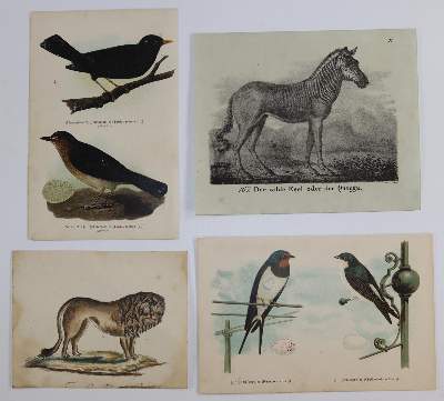 Bild Nr.8: 144-2882 Sammlung: (Varia, Zoologie)