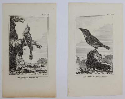 Bild Nr.9: 144-2882 Sammlung: (Varia, Zoologie)