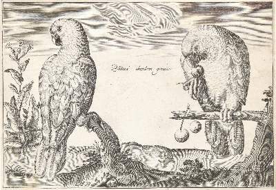 Bild Nr.1: 144-2883 Briot, Marie.: (Varia, Zoologie, Vögel)