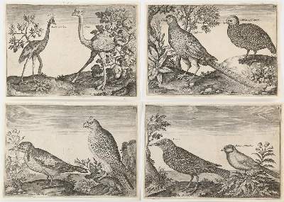 Bild Nr.2: 144-2883 Briot, Marie.: (Varia, Zoologie, Vögel)