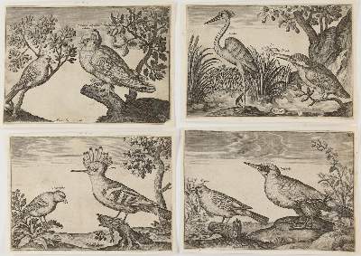 Bild Nr.3: 144-2883 Briot, Marie.: (Varia, Zoologie, Vögel)