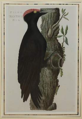 Bild Nr.1: 144-2884 Vögel.: (Varia, Zoologie, Vögel)