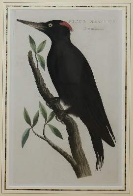 Bild Nr.2: 144-2884 Vögel.: (Varia, Zoologie, Vögel)