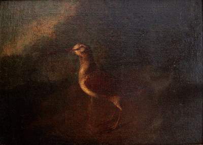 Bild Nr.1: 144-2885 Vogel: (Varia, Zoologie, Vögel)