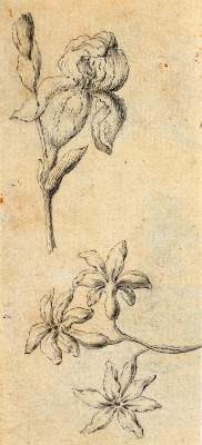 Bild Nr.2: 144-4168 Pflanzen und Tiere.: (Künstlergraphik)